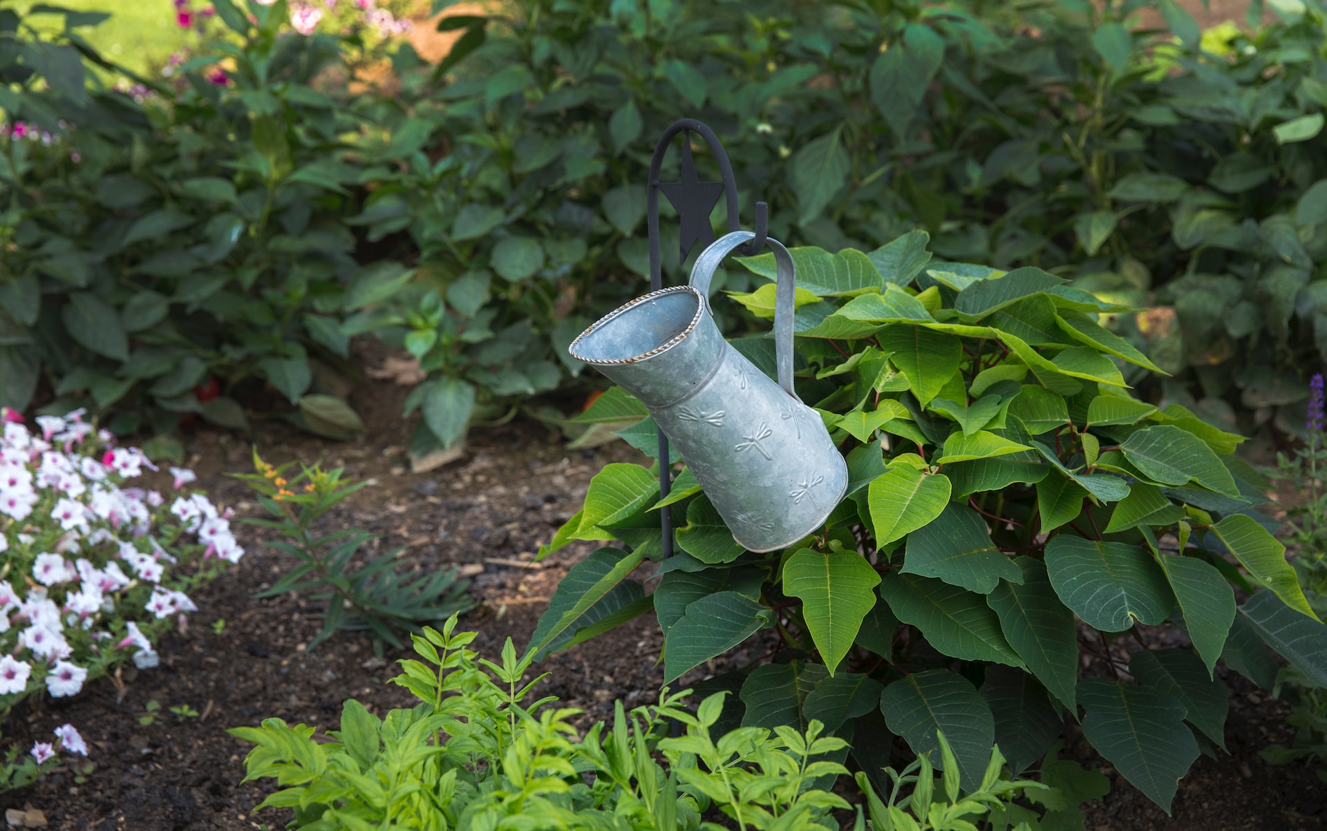 Zo bepaal jij de beste standplaats voor jouw buitenplanten